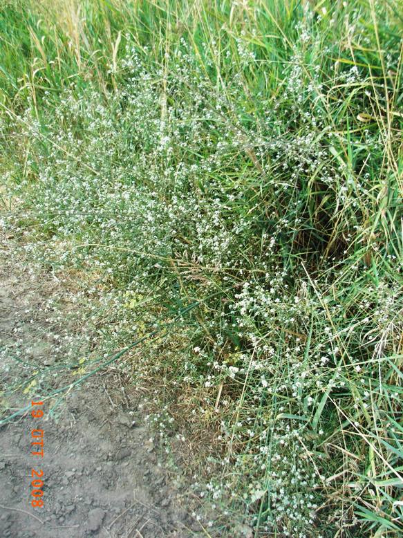Lepidium graminifolium / Lepidio graminifoglio